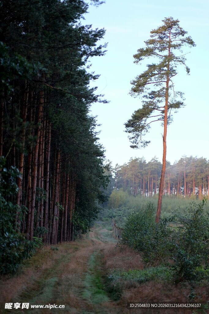林间小道 静谧森林风光