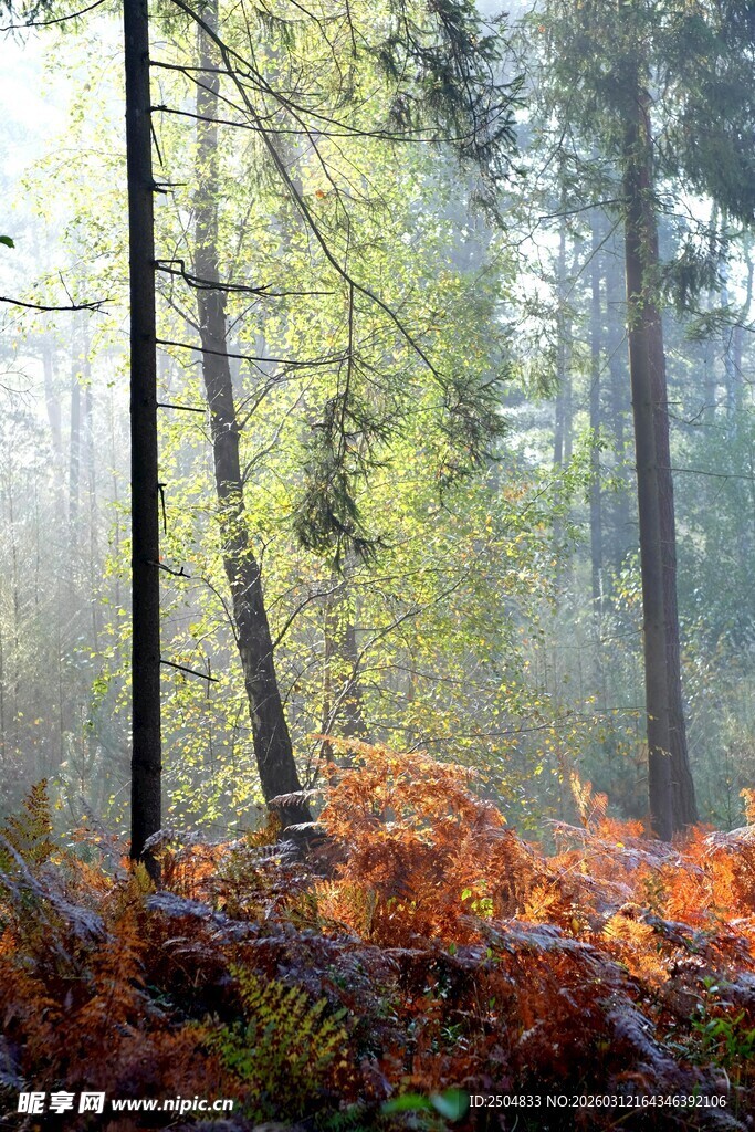 秋日晨雾中的森林美景