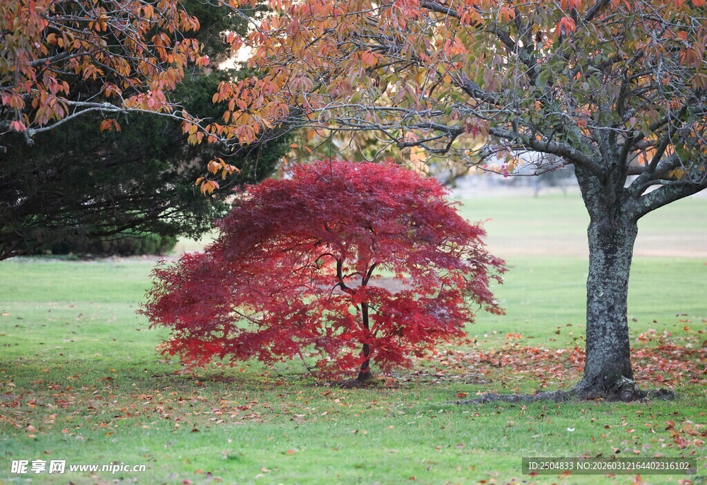 秋日红枫与树木的美景