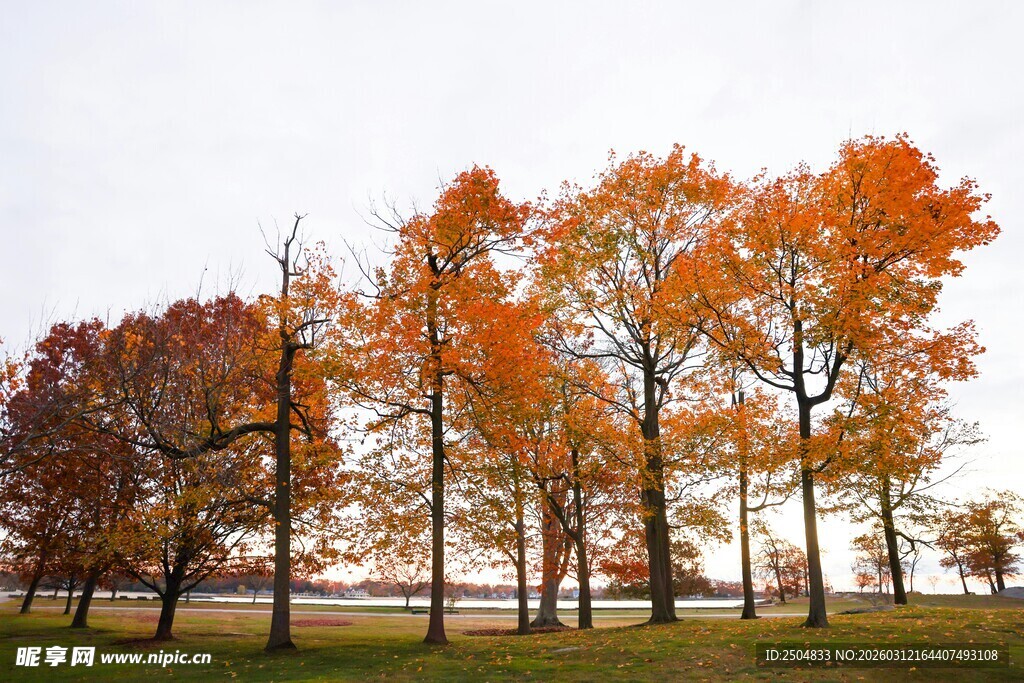 秋日多彩树林美景