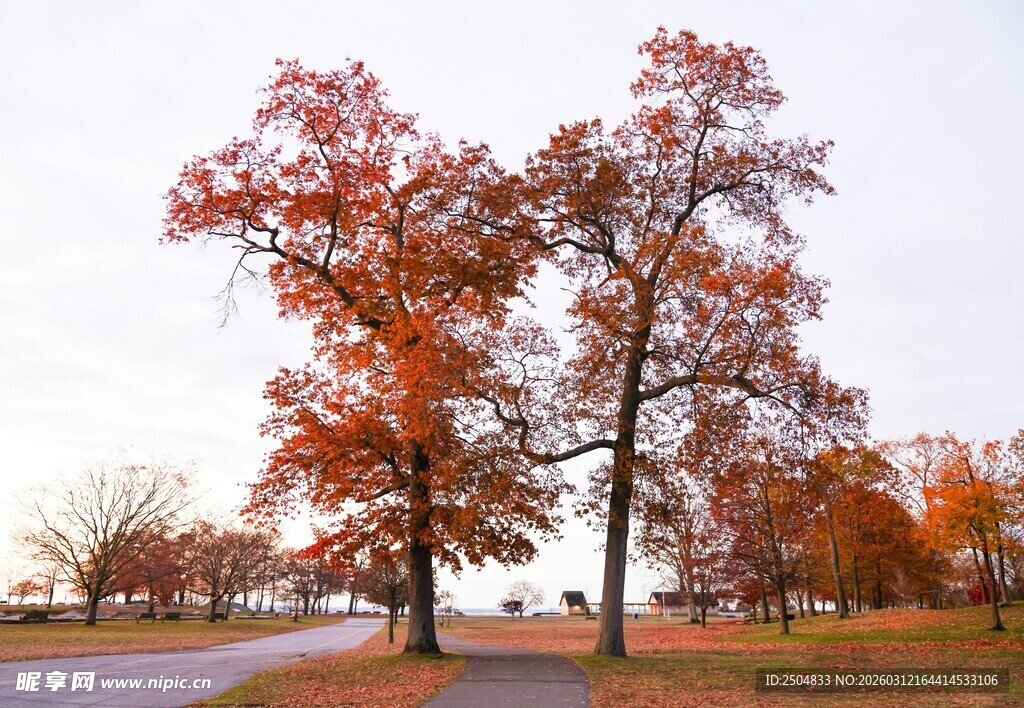 秋日公园的绚烂树木