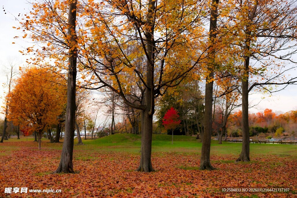 秋日树林落叶美景
