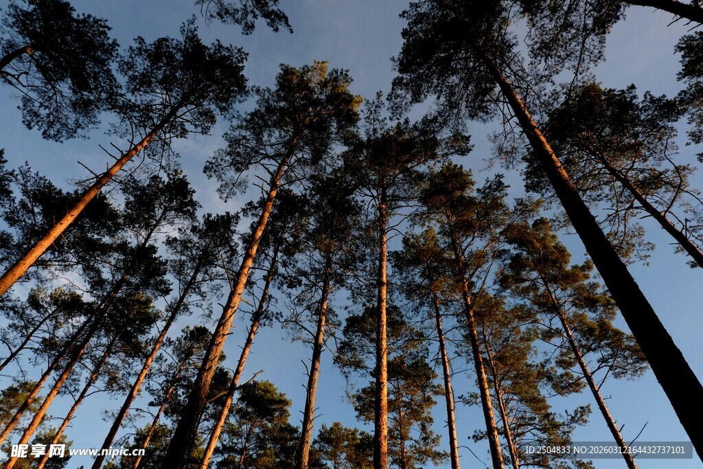 仰视挺拔松林美景