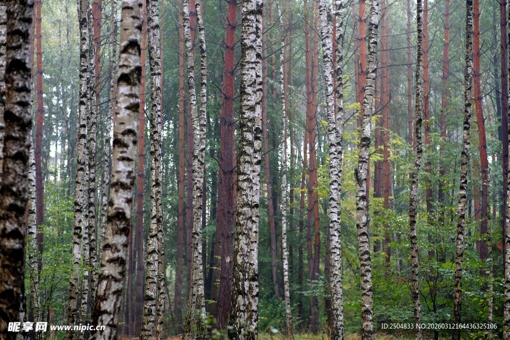 雨中的桦树林