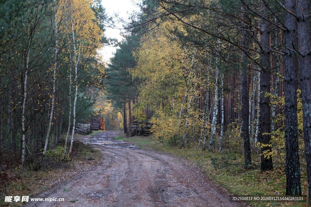 林间泥土路 秋日静谧景