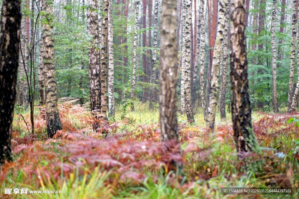 秋日森林的多彩植被景观