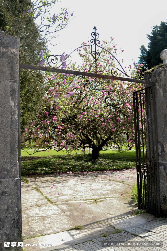 古园春景 繁花映铁门
