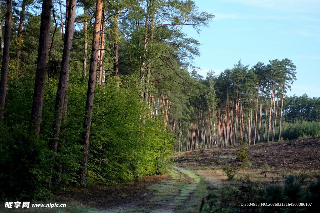 林间小路 静谧森林风光