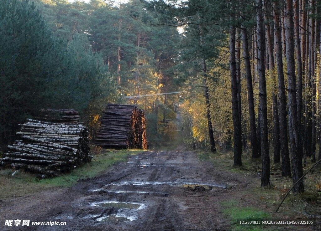 林间伐木场景