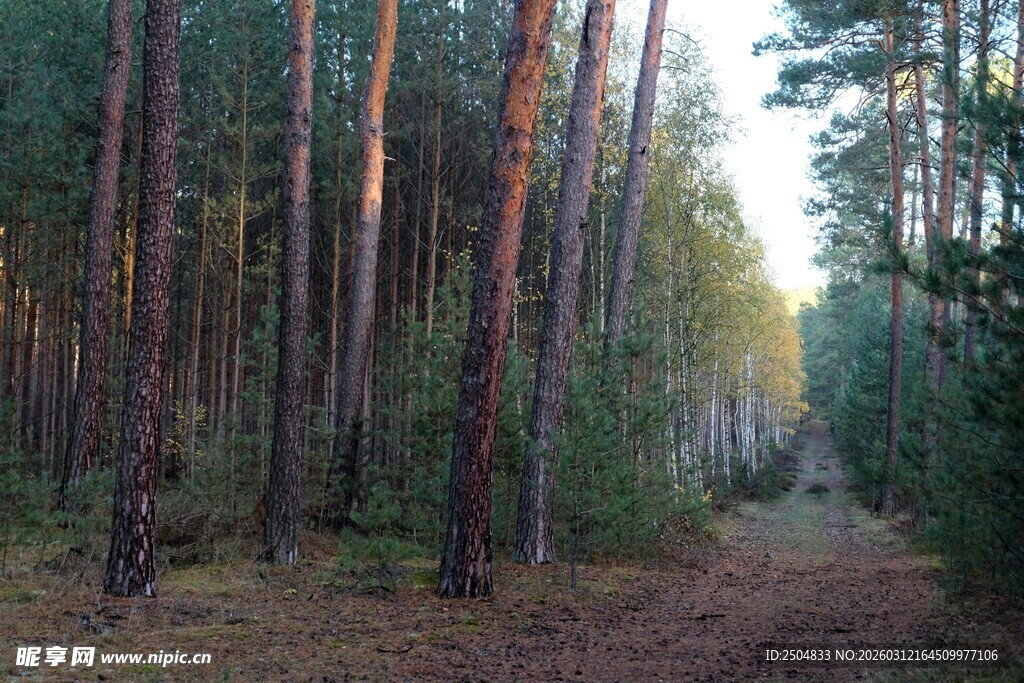 林间小道 静谧的森林风光