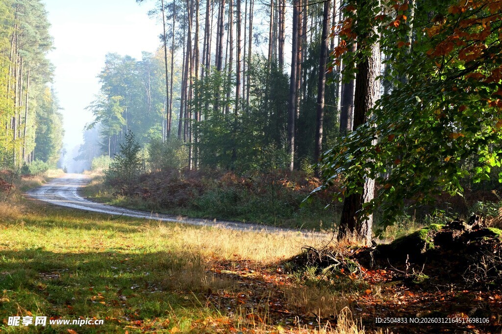 林间晨光下的静谧小路