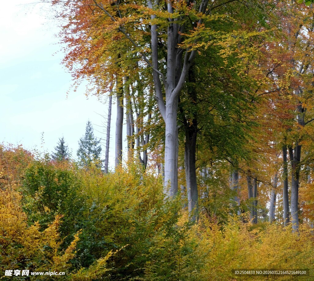 秋日山林斑斓树木景致