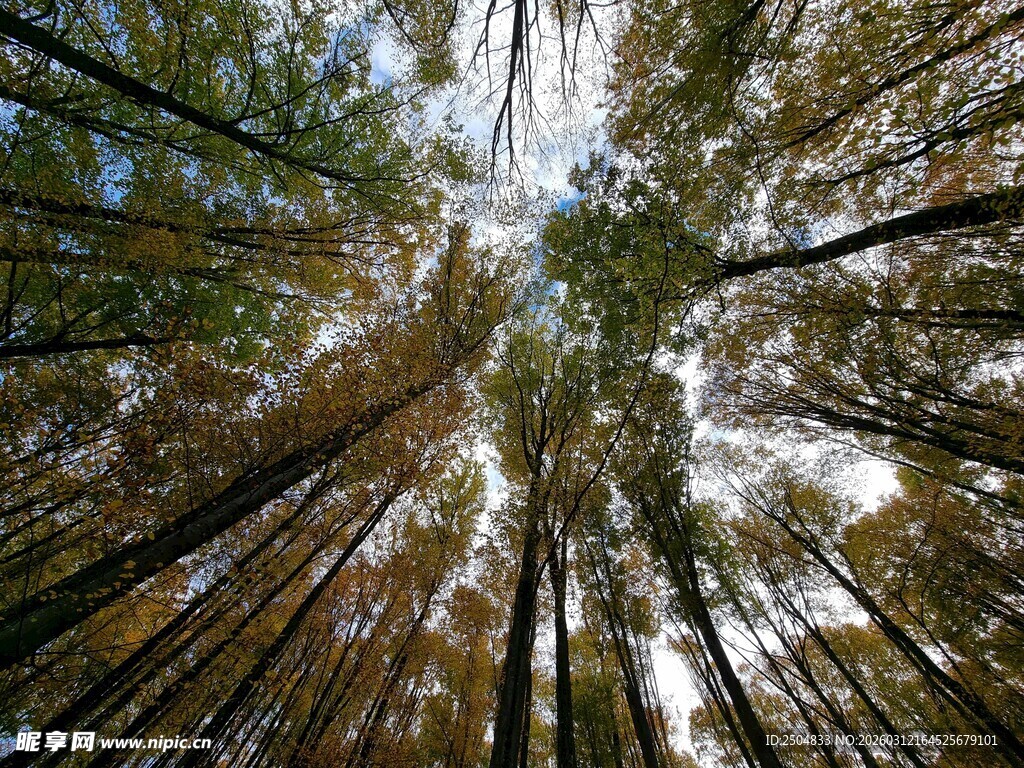仰视茂密森林参天大树