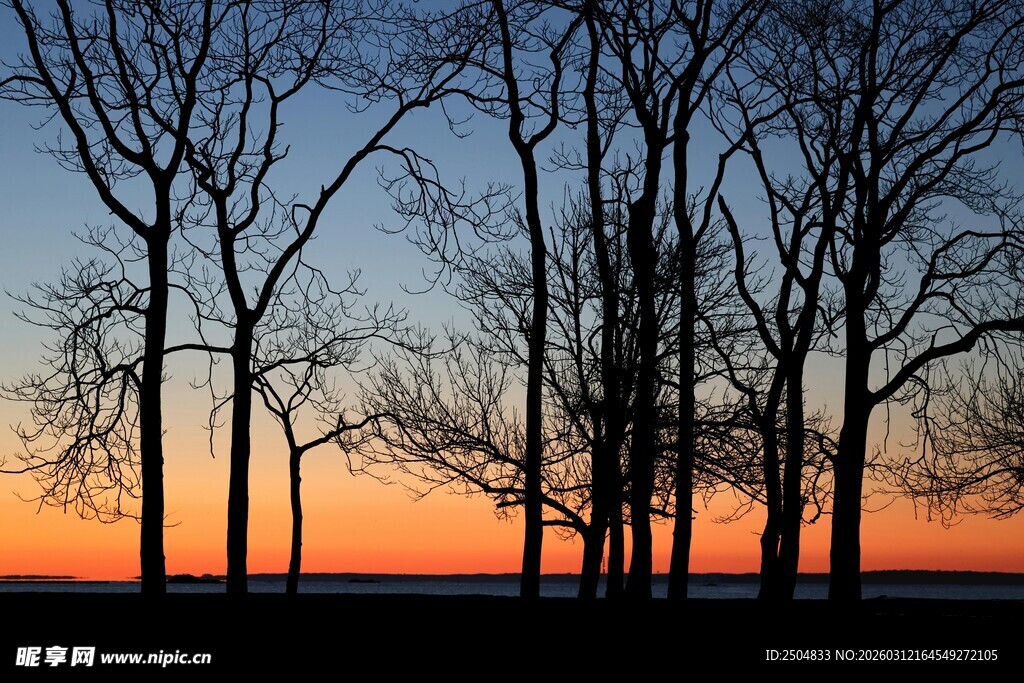 夕阳下的枯树剪影