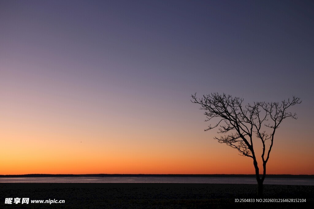 夕阳下的孤独树木