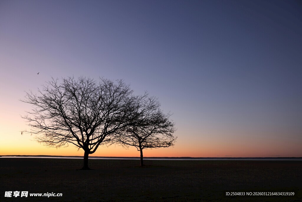 黄昏下的孤独树木