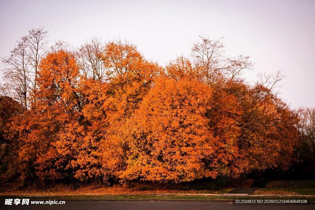 秋日橙黄树林风光