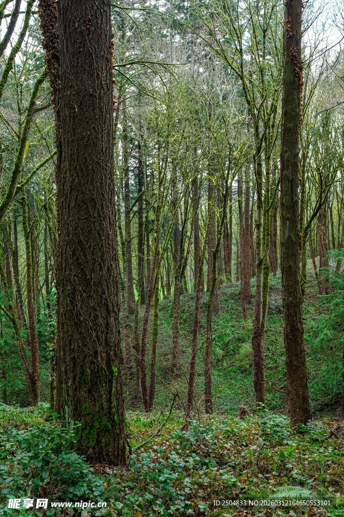 茂密森林中的葱郁树木