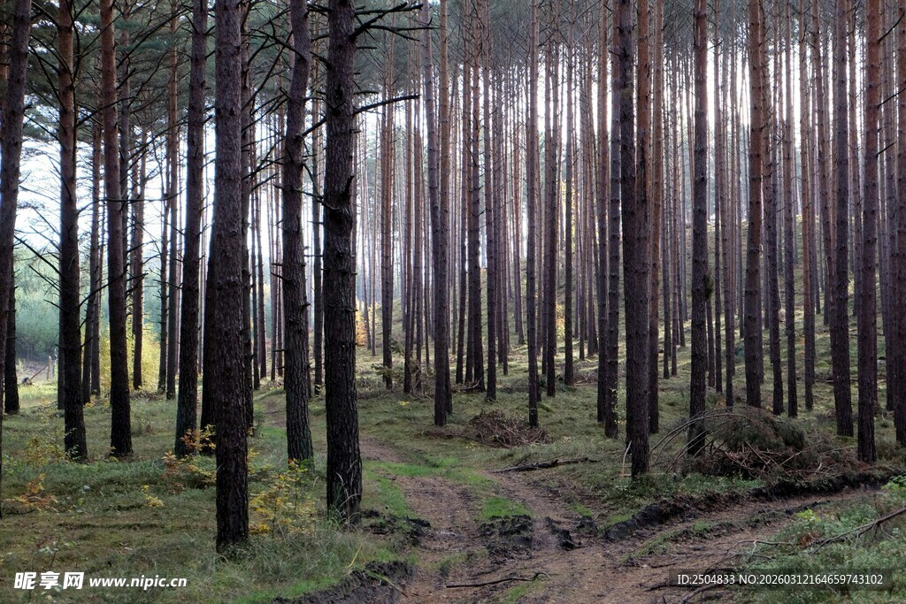 林间小径 静谧森林风光