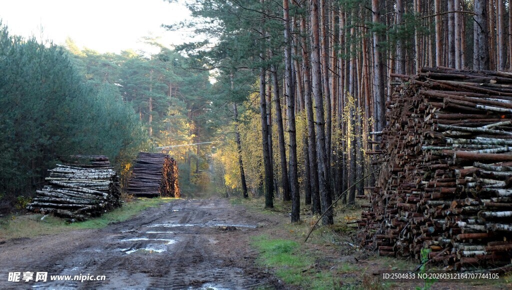 林间运木材的泥泞小路