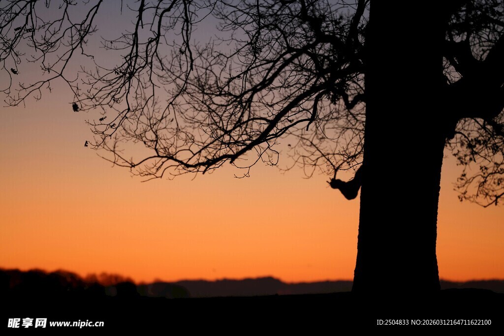 夕阳下的孤树剪影