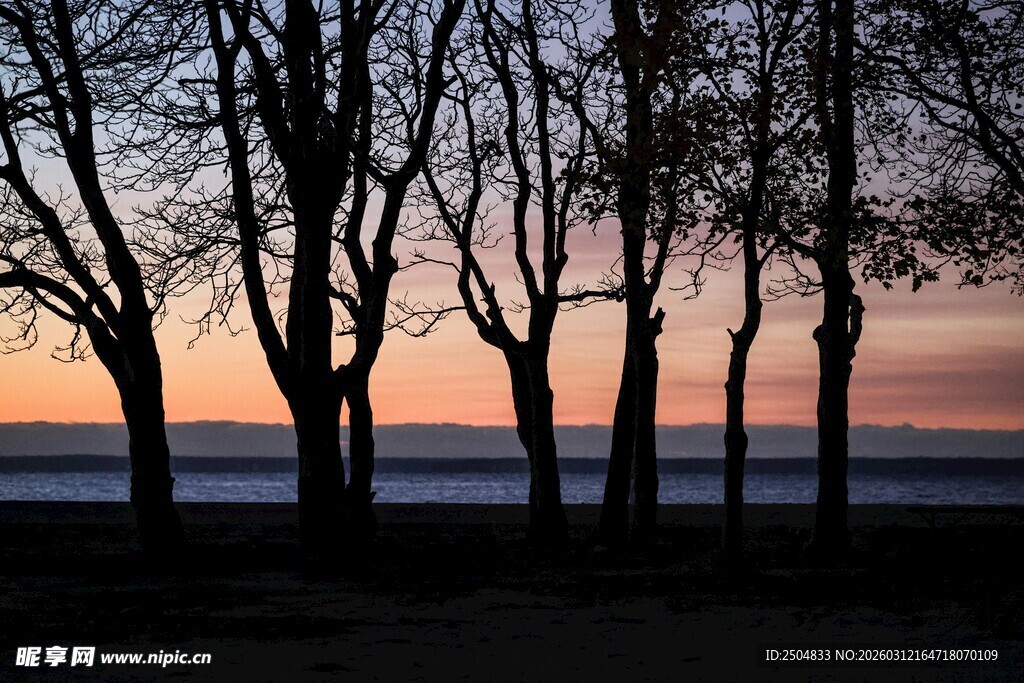 夕阳下的树林与海面