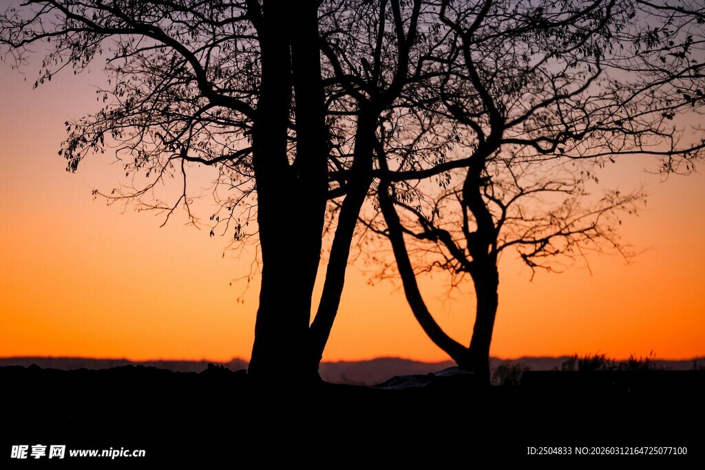 夕阳下的树木剪影