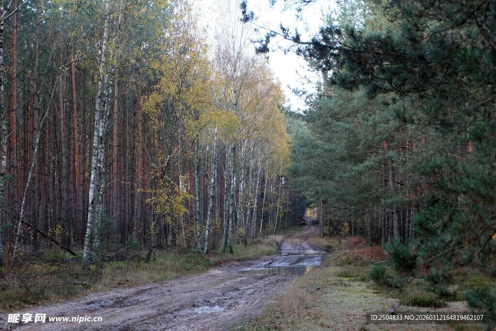秋日林间泥泞小路