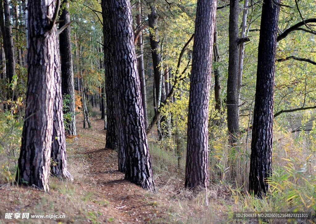 林间小径 静谧森林之景