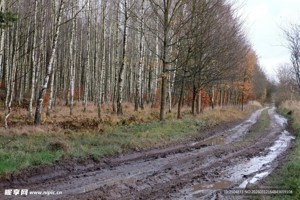 泥泞林间小道