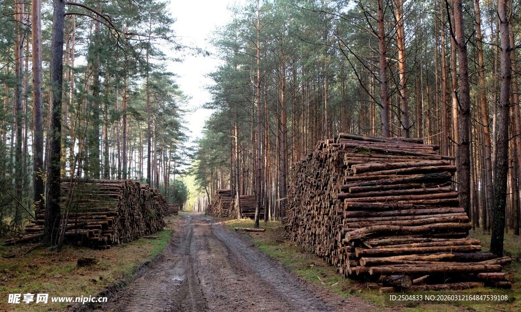 林间木材堆放的静谧小道