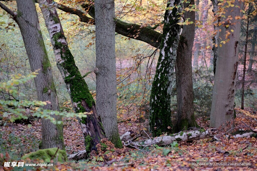 秋日森林的静谧美景