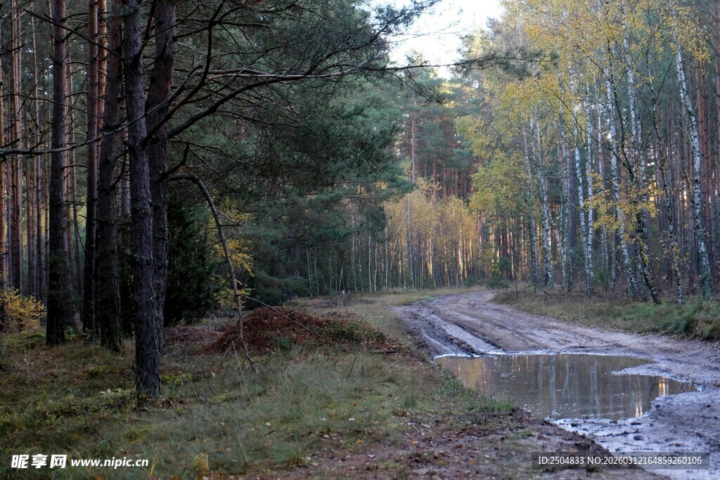 秋日林间泥泞小路