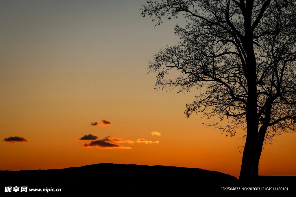 夕阳下的孤树剪影