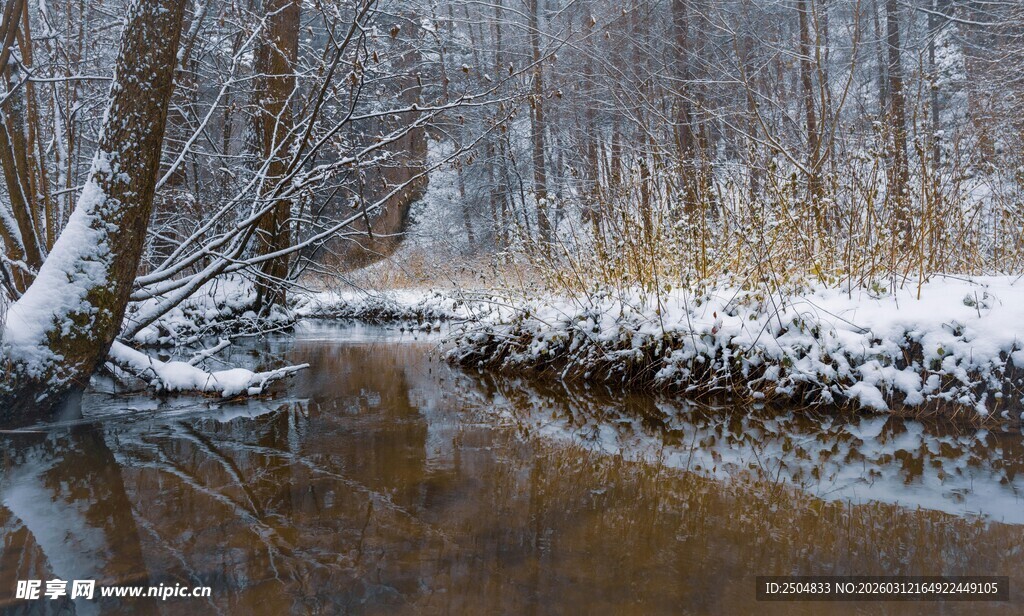 冬日雪覆溪边树林美景