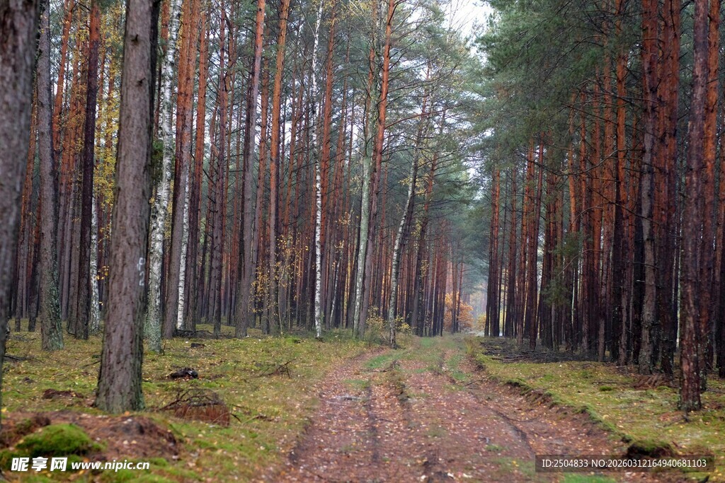 林间小道 静谧森林风光