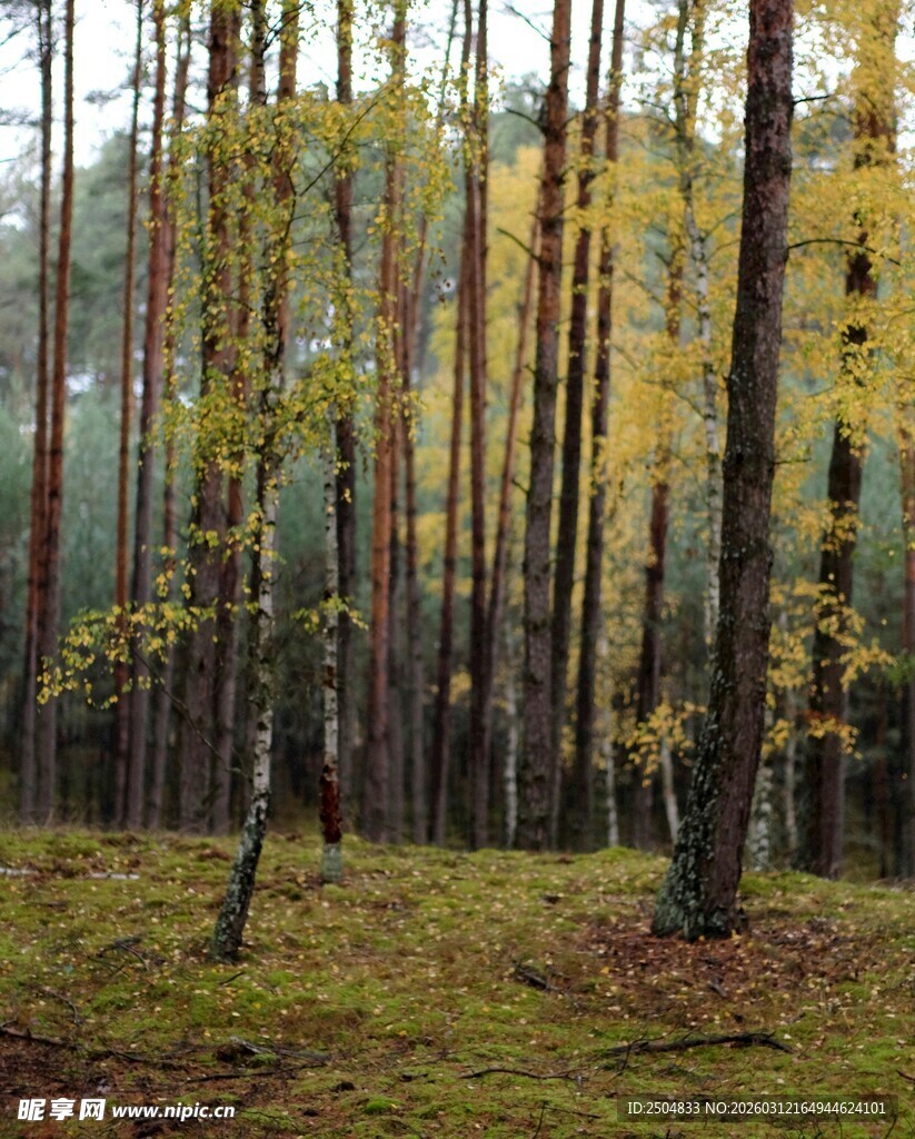 秋日森林中的静谧景致