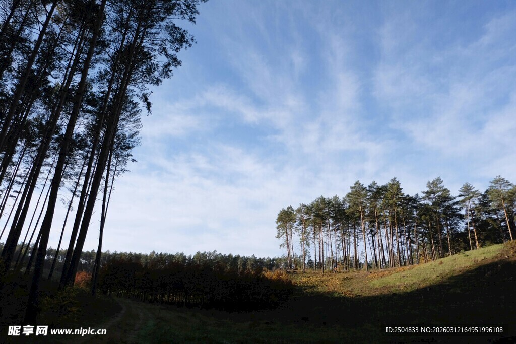 林间蓝天 静谧自然景致