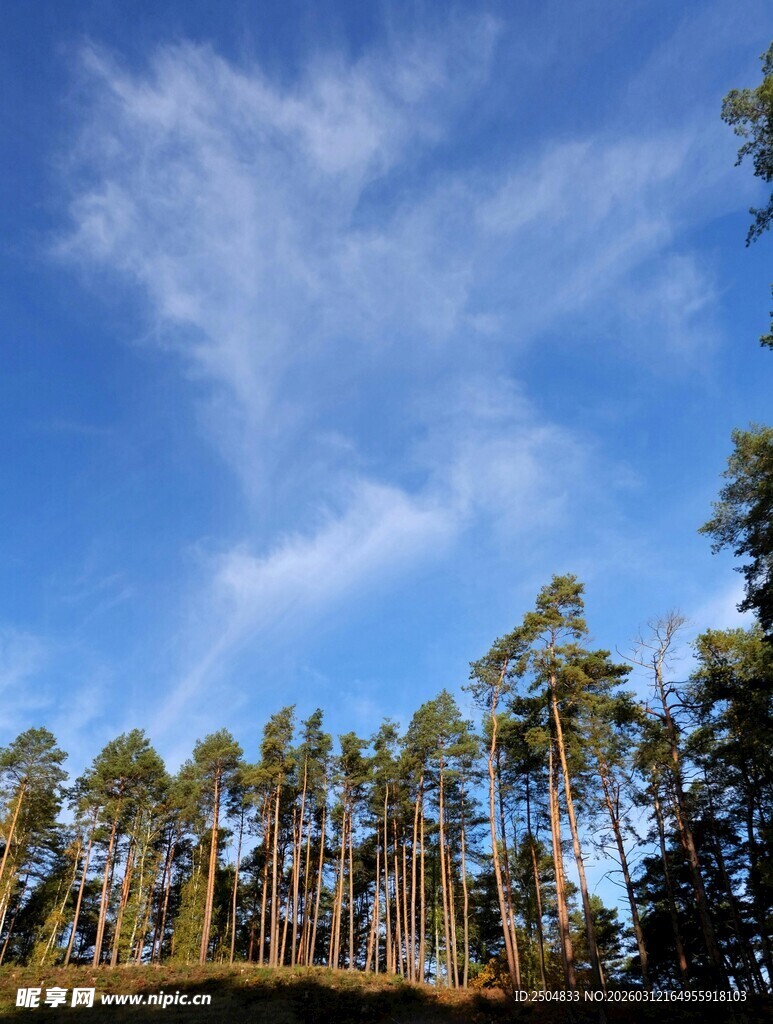 蓝天之下的茂密松林
