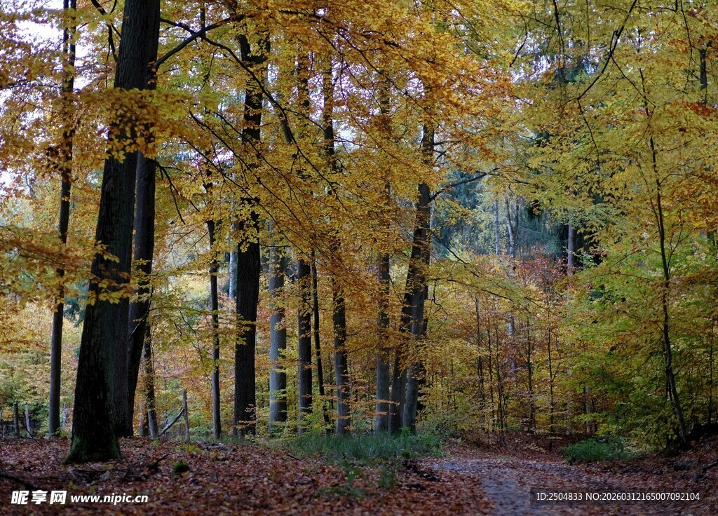 秋日林间小道的斑斓景致
