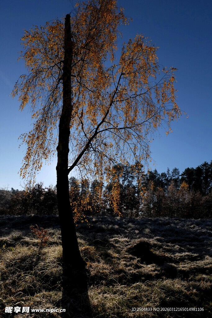 秋日孤树 尽显旷野之美