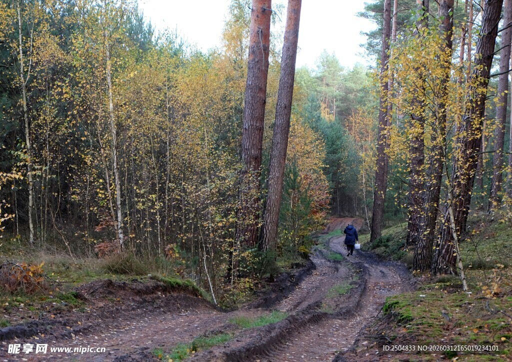 秋日林间蜿蜒的泥土小路