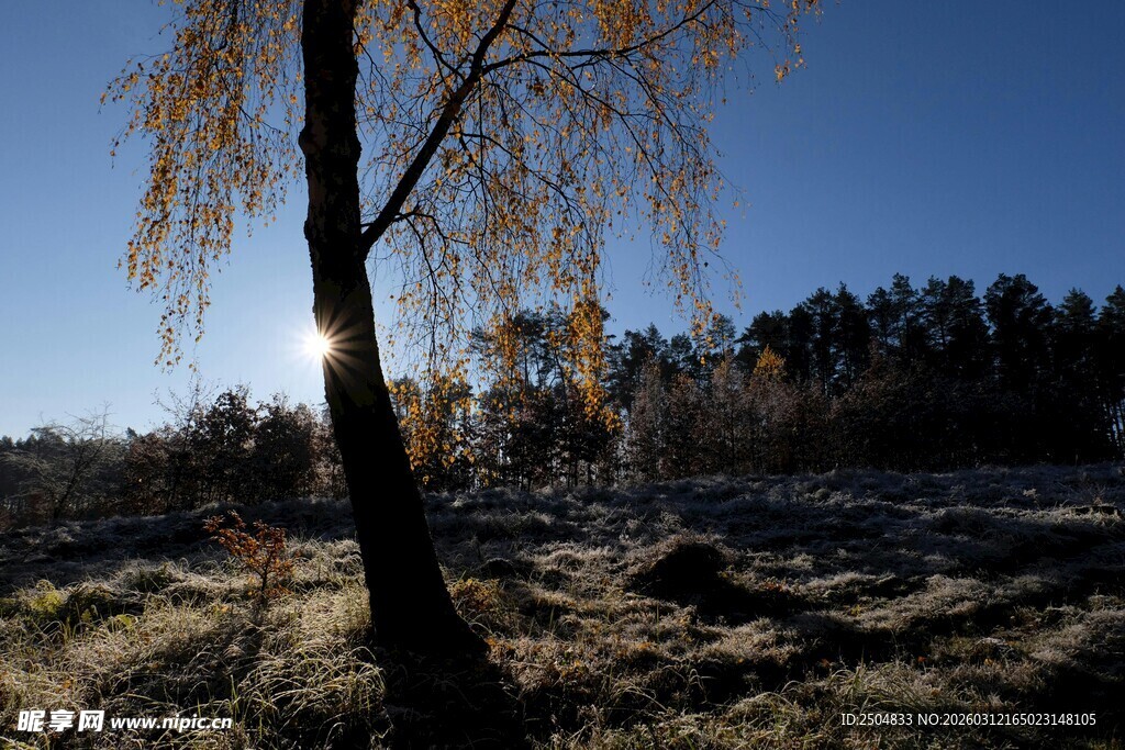 阳光下的孤树与开阔原野
