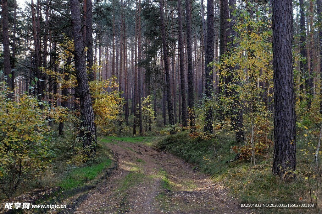 林间小径 秋日森林美景
