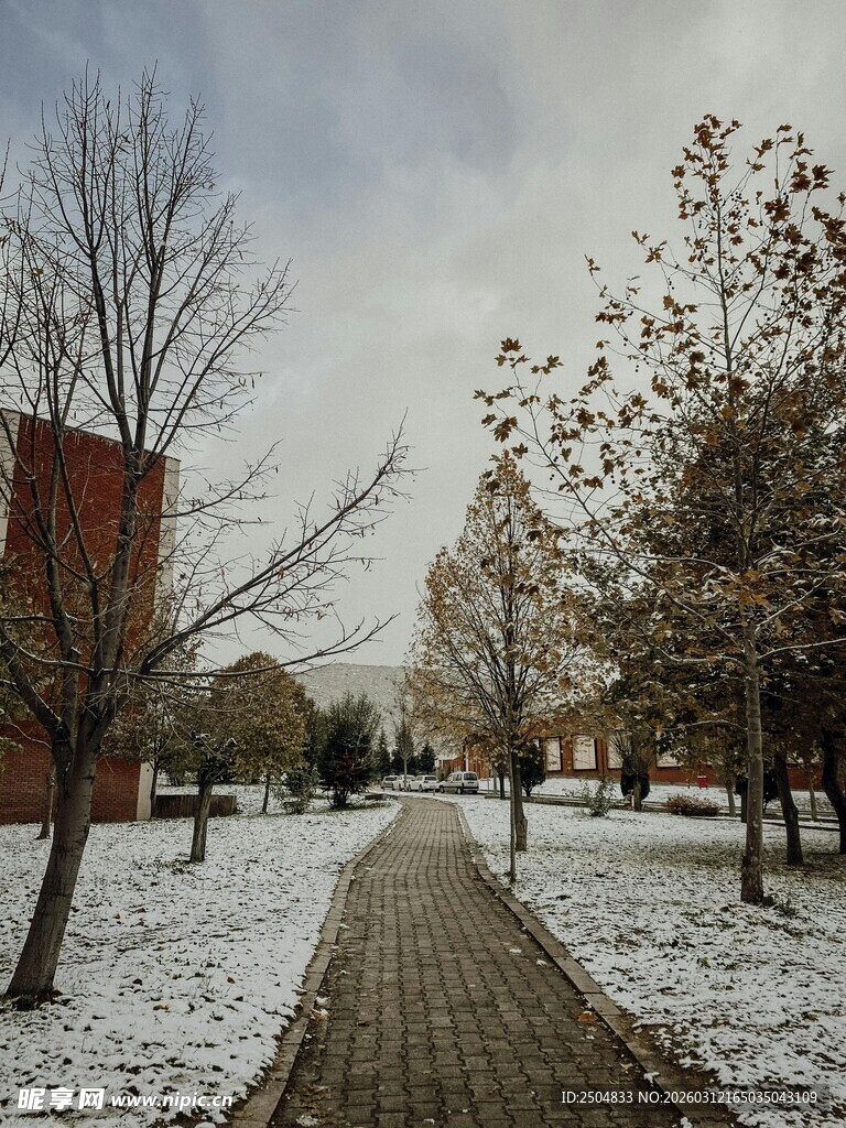 雪后校园小径景色