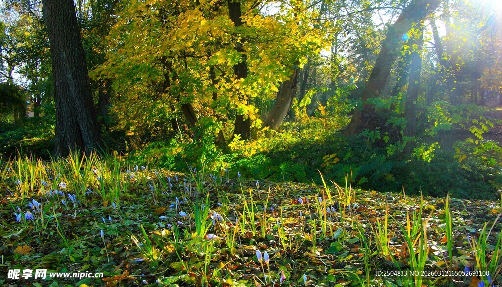阳光洒落的林间绿地