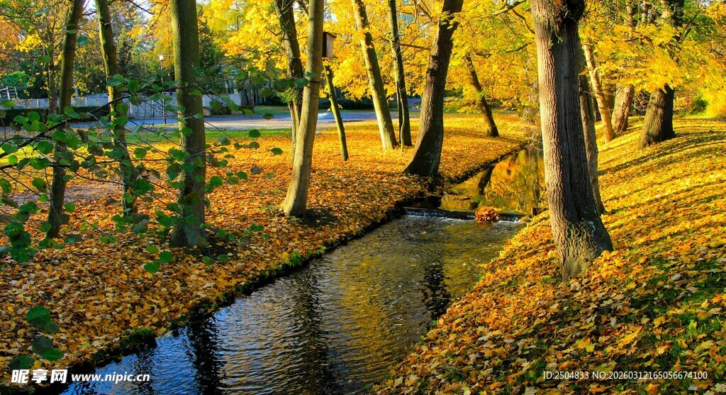 秋日林间小溪美景