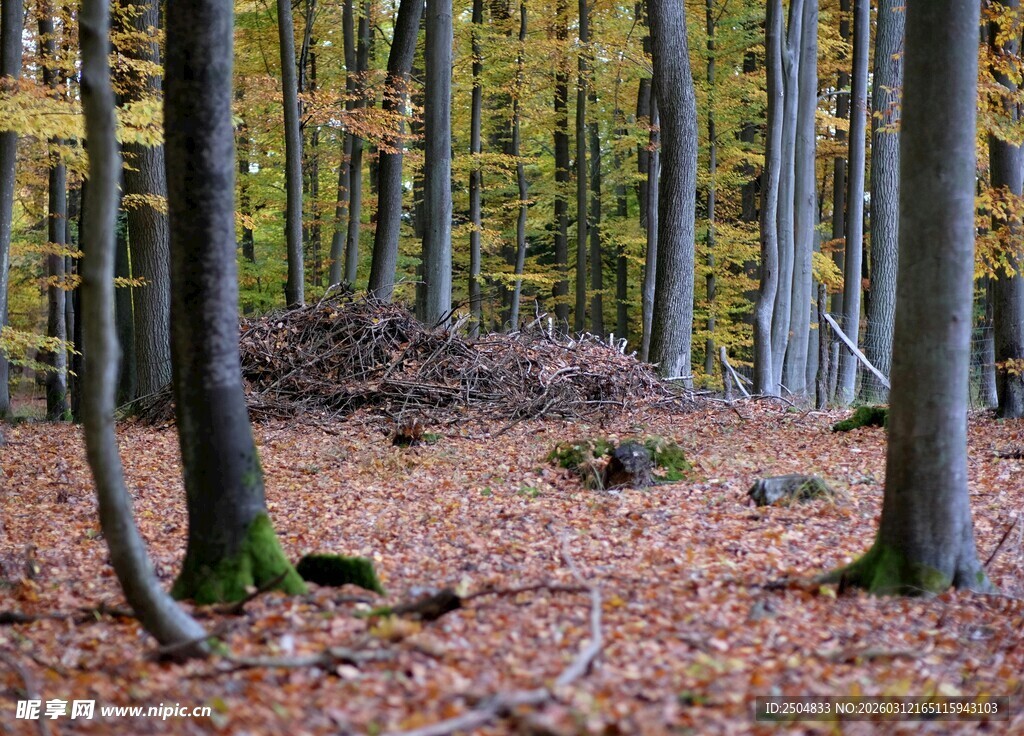 秋日森林静谧景象