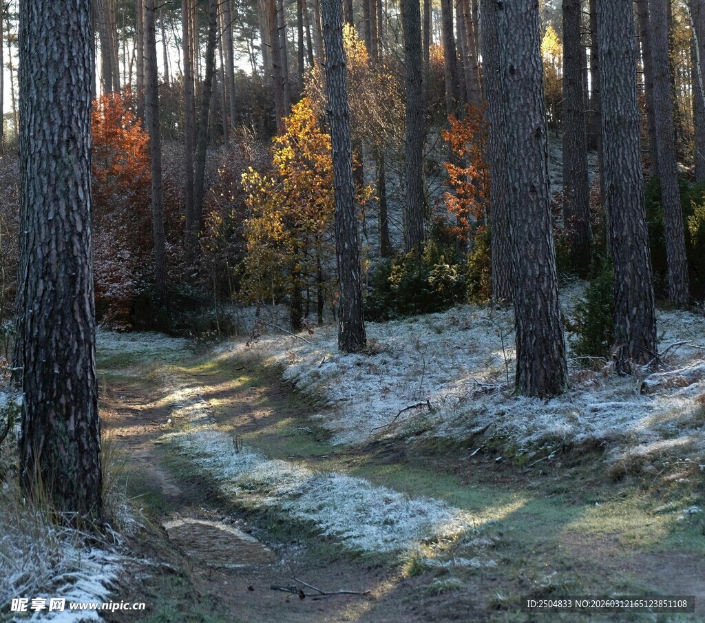 冬日林间光影斑驳景象