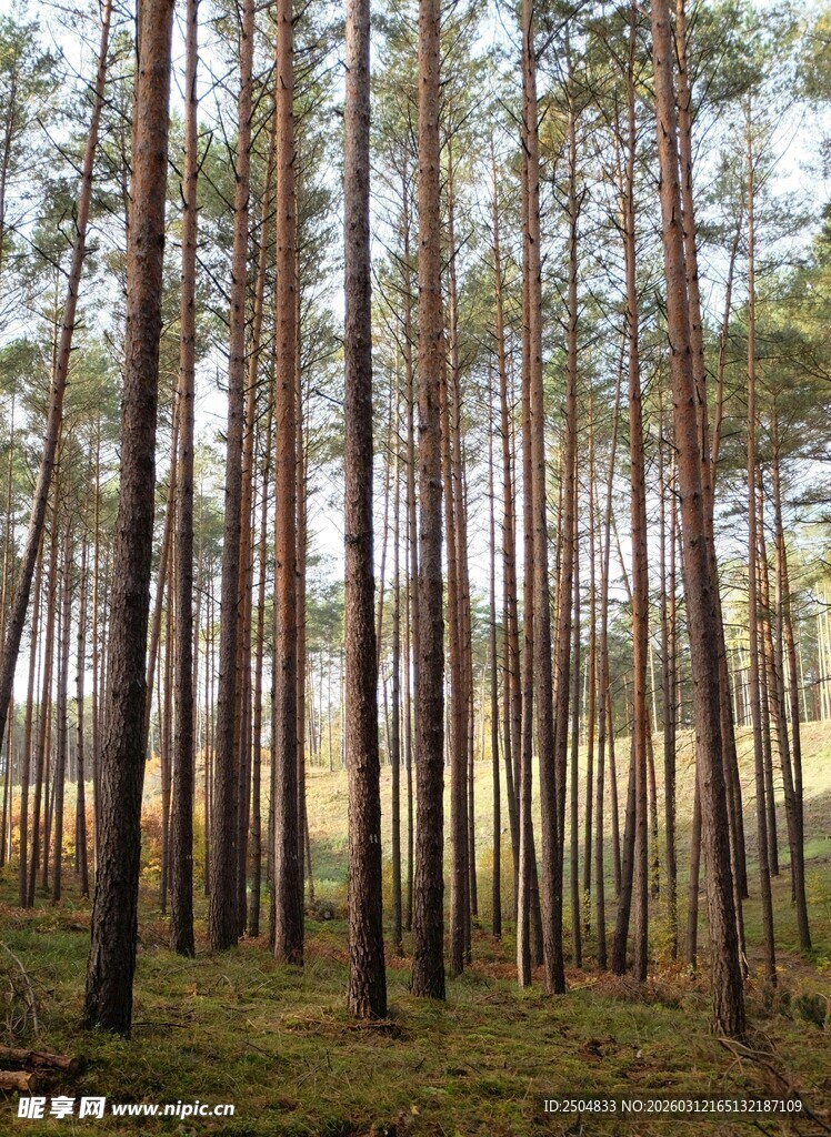 茂密松树林中的自然景致